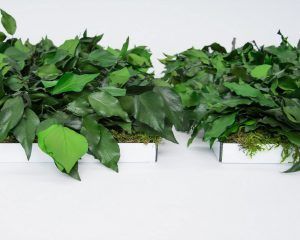 SURFACE IVY