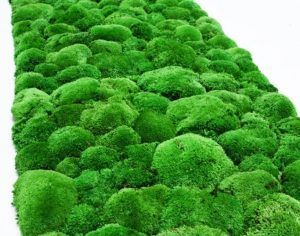 SURFACE POLE MOSS 
