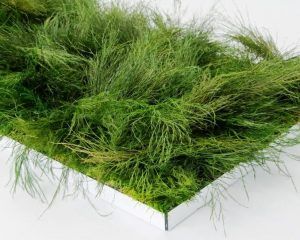 SURFACE TIKI Vegetales:  Natural preserved TREE FERN (Aspargasus virgatus) & Natural preserved FLAT MOSS