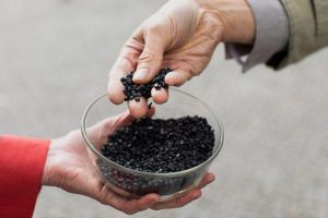 Startup alemana desarrolla bioplástico almacenador de dióxido de carbono, por medio de desechos forestales y agrícolas