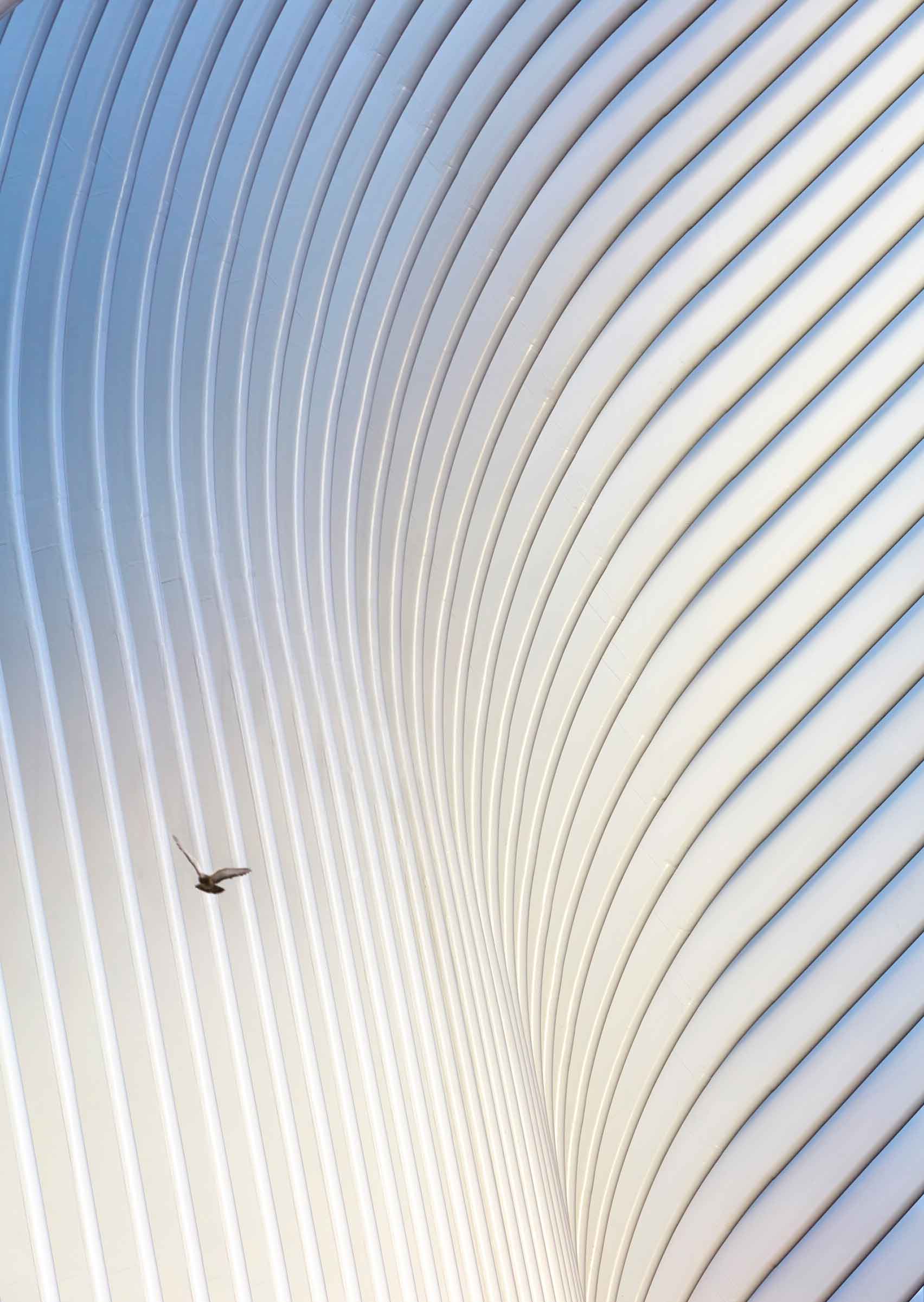 Oculus 5
