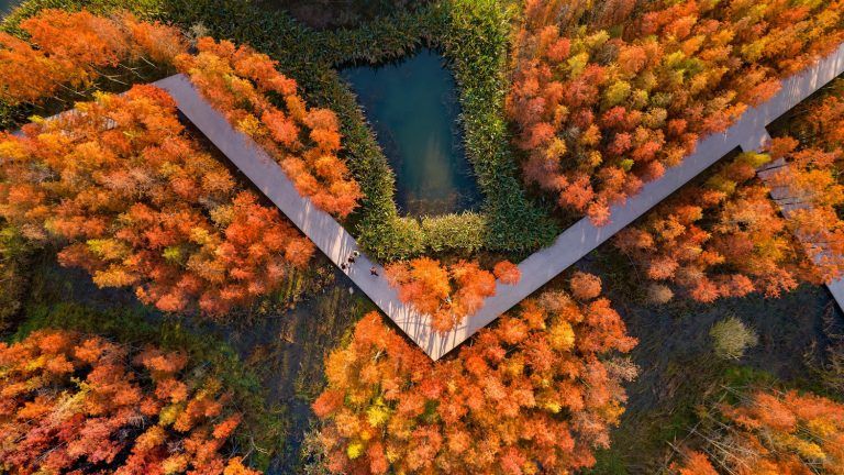 Un bosque flotante Fish Tail Park 02 768x432