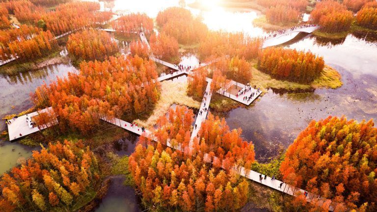 Un bosque flotante Fish Tail Park 03 768x432