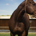 FIGUERAS POLO STABLES 18 150x150